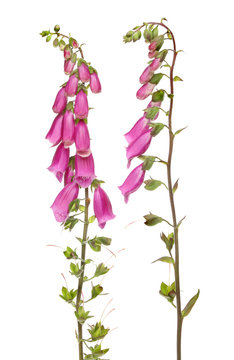 Foxglove Plants