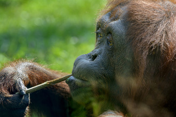 Orangutan © Michael Shake