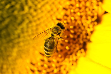 macro bee on sunflower 