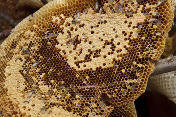 natural honeycomb