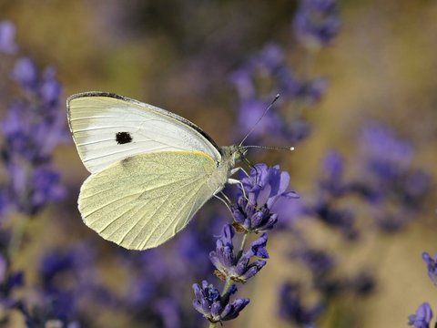 Pieris brassicae