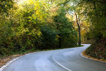forest road