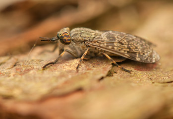 Haematopota pluvialis