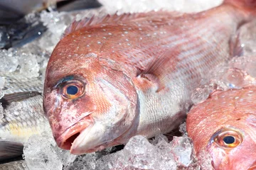 Fotobehang Vis 真鯛  © poko42