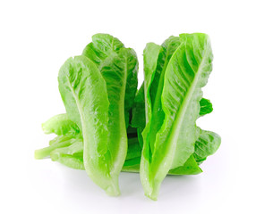 Baby Cos lettuce.