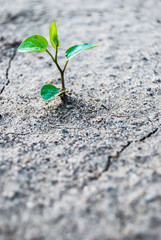 sprout in ground
