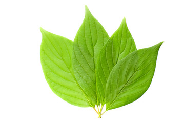 Obraz premium leaf macro