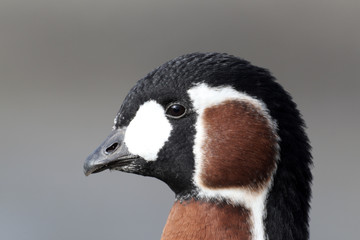 Red-breasted goose, Branta ruficollis