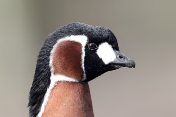 Red-breasted goose, Branta ruficollis