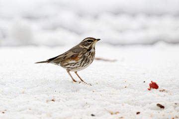 Redwing, Turdus iliacus