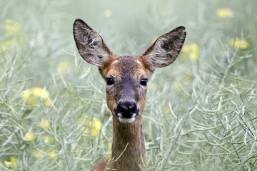 Roe deer, Capreolus capreolus © Erni