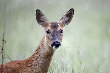 Roe deer, Capreolus capreolus