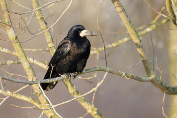 Rook, Corvus frugilegus
