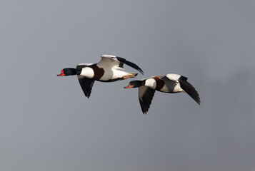 Shelduck, Tadorna tadorna,