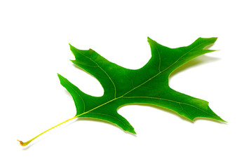 Naklejka premium Green leaf of oak