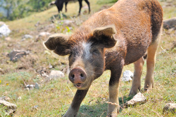 Fototapeta premium jeune cochon de corse