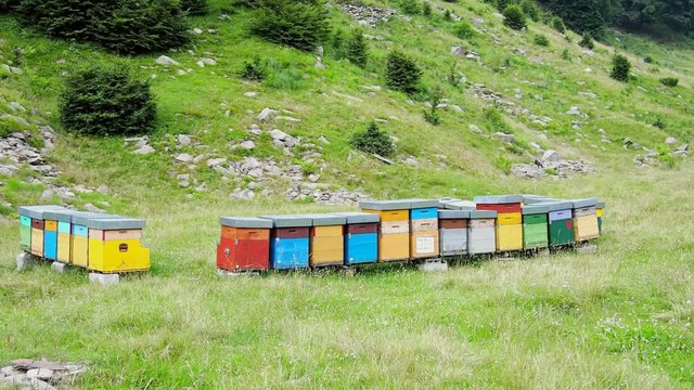 Bienenzucht (Film)