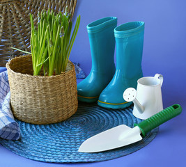 Hyacinth (muscarry)  and  blue rubber gumboots