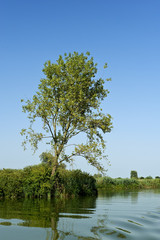 Fototapeta premium fiume micio