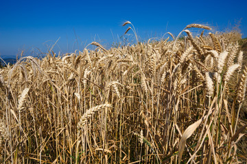 Kornfeld mit blauem Himmel