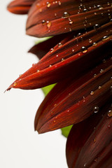 Water droplets on a red sunflower