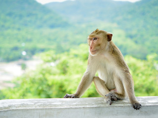 Naklejka premium Alone monkey