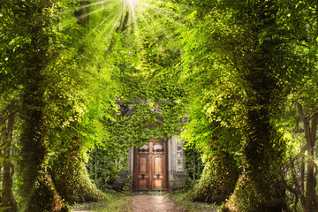 Mystic place in the forest