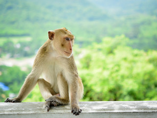 Alone monkey