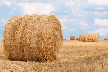 Fototapeta premium Bundles of straw on the field after harvest.