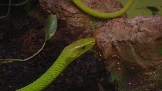A close up of a green mamba