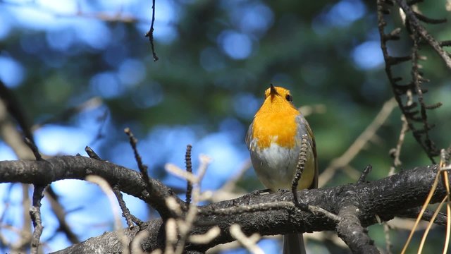 Cute little bird Robin. Singing bird. Nature background.