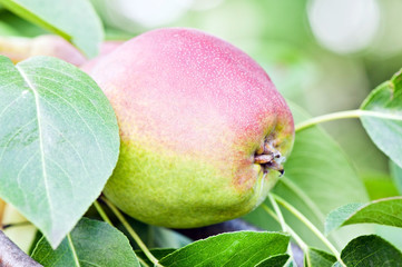 pear on tree