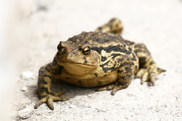 A giant toad walking on the road