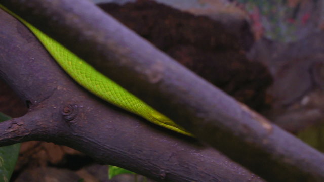A green mamba crawling on a tree branch