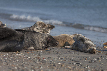 Kegelrobben auf Helgoland