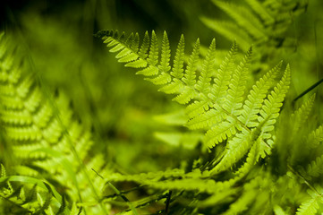 Green fern