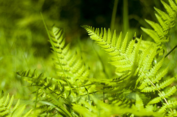 Green fern