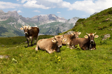 Fototapeta na wymiar Swiss cows