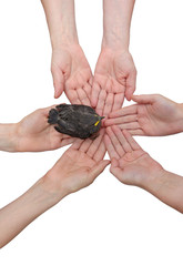 Fototapeta premium Blackbird on hands together-vertical