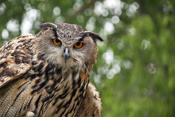 Owl portrait in nature