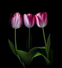 tulips on black