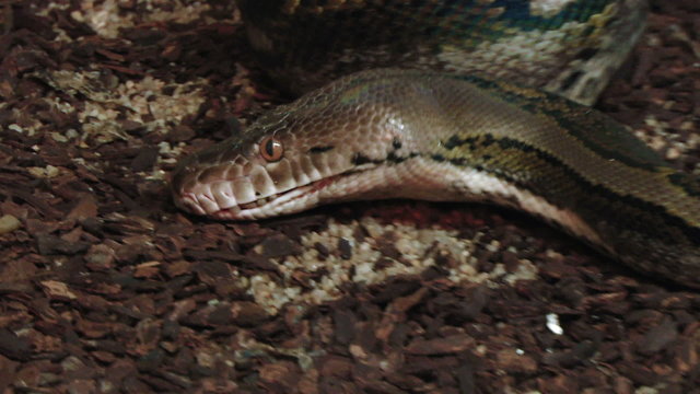 A close up of a python opening mouth