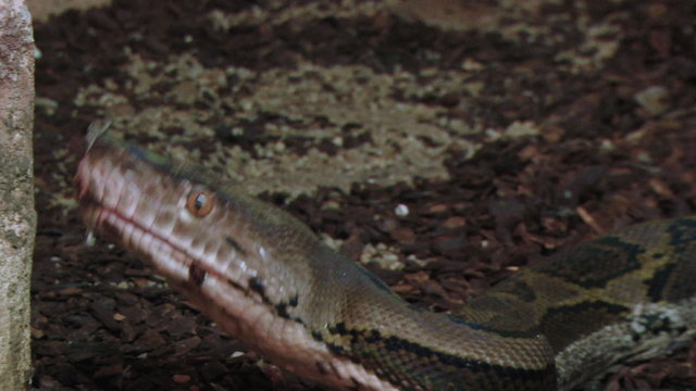 A close up of a python opening mouth