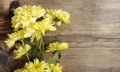 Yellow chrysanthemum on wooden background. Copy space