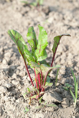 young plant beet