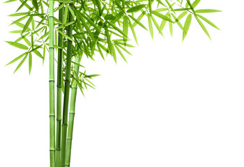 Fototapeta premium Bambus