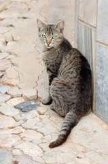 Katze