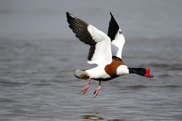 Shelduck, Tadorna tadorna