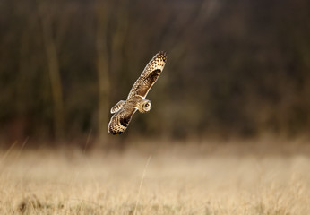 Short-eared owl, Asio flammeus