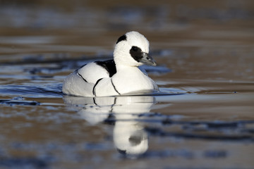Smew, Mergellus albellus